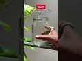 Download Lagu Pothos Plants 101 #shorts