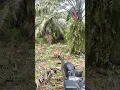 Download Lagu BABI HUTAN #babihutan #shorts