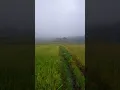 persiapan musim panen Baraya, Alhamdulillah mugia mucekil #baykid #sawah #ciamis #suasanapedesaan