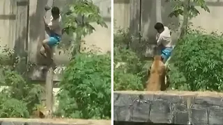                                                                                                      دندنها