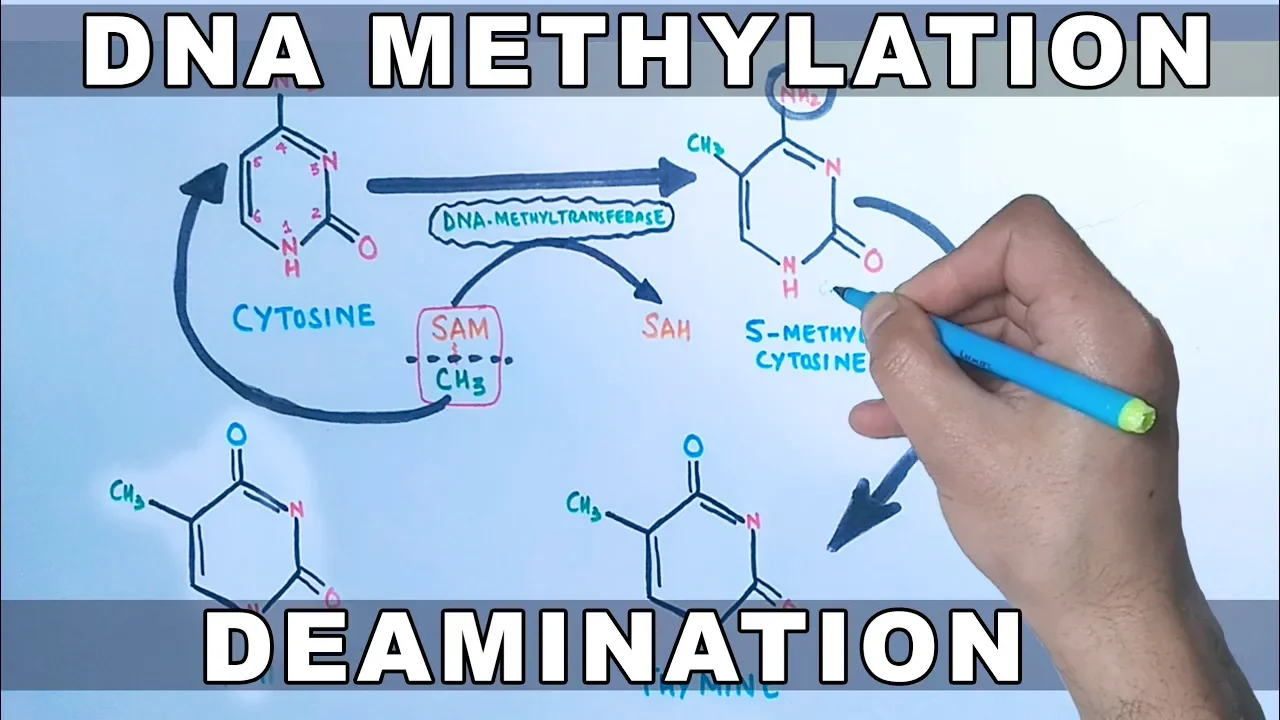DNA Methylation