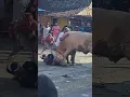 Download Lagu sapi untuk kurban ngamuk #satwa #kurban #funny #videos #shorts