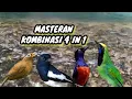Download Lagu Masteran Kombinasi 4 in 1 Wambi,Kacer,cucak ijo dan murai batu