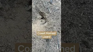Tonight we were lucky enough to spot a Coast Horned Lizard. #herps #herping #lizard
