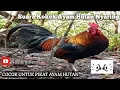 Download Lagu Suara Ayam Hutan Jantan Sulawesi || Kokok Pemanggil Ayam Hutan