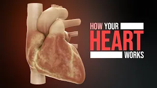 how the heart works animation 