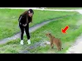 Download Lagu A lion cub approached the girl and begged for help, what happened next was unbelievable