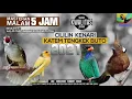 Download Lagu REQUEST MASTERING || CILILIN TENGKEK BUTO  KAPAS TEMBAK KENARI || MASTERAN MURAI BATU || KACER JUARA