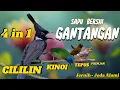 Download Lagu MASTERAN KOMBINASI CILILIN VS TEPUS KEPALA ABU VS PRENJAK KEPALA MERAH VS KINOI RAPAT MEWAH