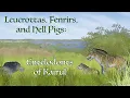 Download Lagu Leucrottas, Fenrirs, and Hell Pigs: Entelodonts of Kaimere