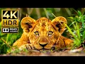 Download Lagu Epic 4K Animal Kingdom – 120 FPS, Dolby Vision \u0026 HDR for Breathtaking Detail