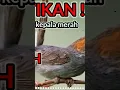 pikat prenjak kepala merah dapatkan durasi lebih panjang