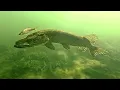 Jaw-Dropping PIKE ATTACKS filmed UNDERWATER in 4K Epic Slow-Motion Compilation