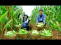 Download Lagu Harvest Pink Corn To Sell At The Market, Enjoy Grilled Corn, Good Tea, Weed Around The Peanut Plants