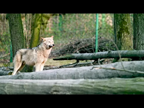 Almtal Hotel & Familienoase: Das Hochberghaus WALDNESS Resort