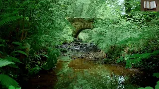 ألا بذكر الله تطمئن القلوب آيات الطمأنينة والسكينة الله أكبر ولله الحمد آيات الشفاء 