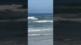 I always love watching Pacific bottlenose dolphin surfing the waves #dolphin #beach #surf #surfing￼