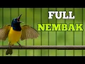 Download Lagu Full nembak, sogon full nembak cocok untuk pancingan dan masteran sogon lain