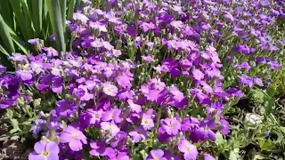 My Melody Maestro Barsik 