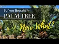 So You Bought A Palm Tree Now What - An Easy Care Guide For Palm Trees