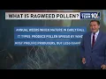 What Is Ragweed Pollen