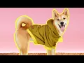 DIY PET HOODIE PATTERN Easy Sewing Project