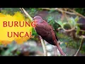 Download Lagu SUARA BURUNG UNCAL  #birds #birdsong #birdspecies #birdsounds #burunguncal