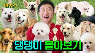 명수 '개' 탄 날🐶 둘째 딸 카라부터 유기견 봉사까지 | 여름방학 특집🌴 | 할명수 강아지 몰아보기