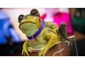 Video di Real-Life Futurama Hypnotoad Animatronic!