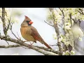 Download Lagu The call of the Northern Cardinal - Bird Sounds | 10 Hours