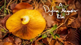 Sailing to The Mountain of The Gods to Forage Mushrooms in Greece | Olympus