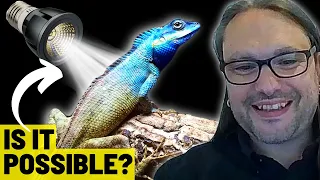 Are UV LED Reptile Bulbs Safe John Courteney Smith MRSB 