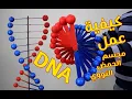 Lagu مجسم الحمض النووي  (DNA) - DNA model project