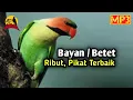 Download Lagu Suara Pikat Betet /Bayan Ribut. Gak Pakai lama Gerombolan Betet Langsung Turun
