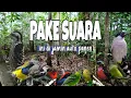 Download Lagu Suara Pikat Burung Kecil Terancam Ketakutan Terbaru 2023 (anti ZonK)