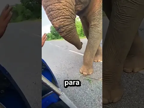 Este elefante alimentaba a sus bebés 🐘 🍼