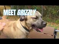 Furever Home Pet of the Week Grizzly
