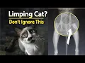 Limping Cat Alert Key Signs to Watch Before Considering Vet visit - Part 1