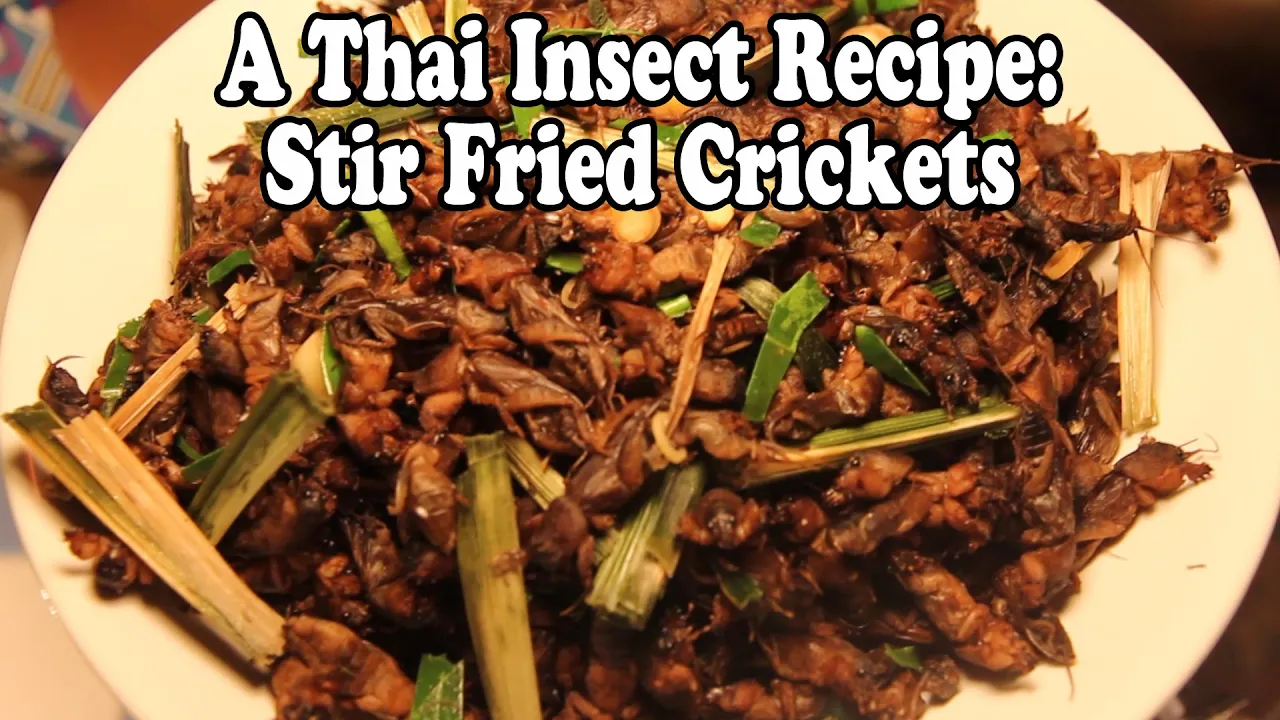Thai Insect Recipe: Dry Fried Crickets  Cooking & Eating Bugs & Insects in Thailand