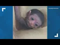 White-handed gibbon named Eros born at Philadelphia Zoo