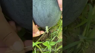 What Is The Effect Of Sticking A Toothpick In The Stem Of A Watermelon 