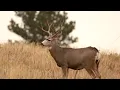 How To Find Leftover Tags And Use Application Strategy Articles To Find Hunts