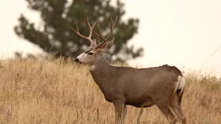 How To Find Leftover Tags And Use Application Strategy Articles To Find Hunts