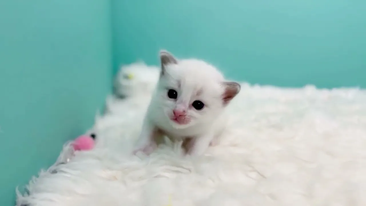 動画