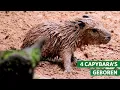 Capybara-vierling geboren voor het oog van bezoekers 😍