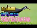 SUARA PEMIKAT RUAK - RUAK RAWA