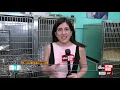 Humane Society of Tampa Bay rescues 21 dogs from hoarding situation