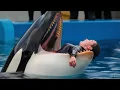 Download Lagu Jesica dolphin 🐬 video #trending #video #viral 