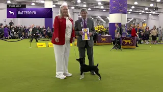 Rat Terriers Breed Judging 2025