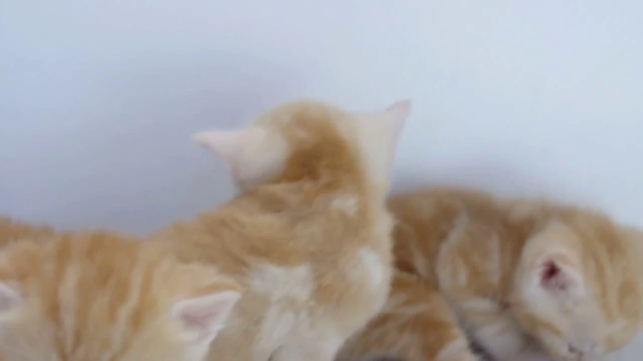 動画